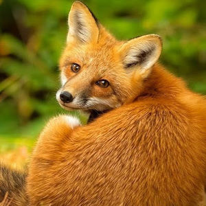 Meet your Posher, Sofia